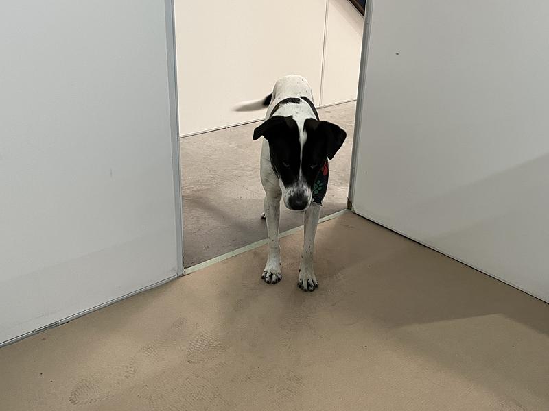 14 - Neo at Neomot, he is the company pet