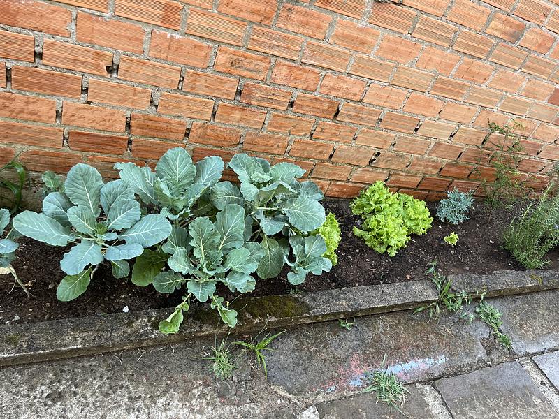 21 - The garden after some days